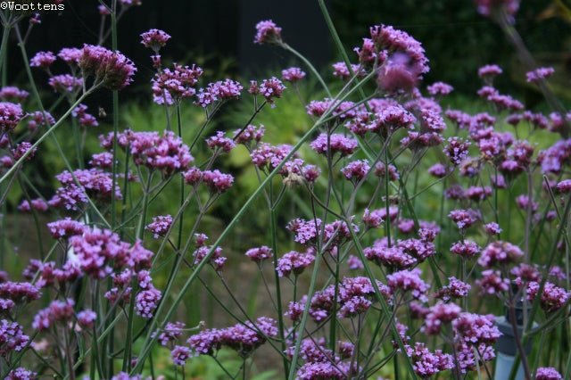 VERBENA bonariensis image 0