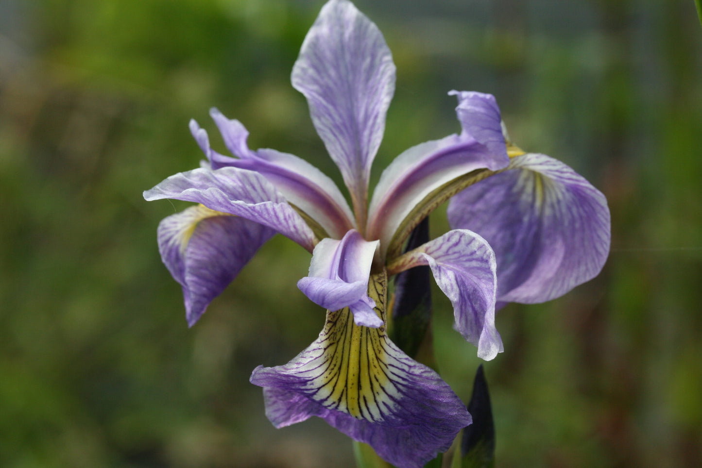 IRIS versicolor image 1