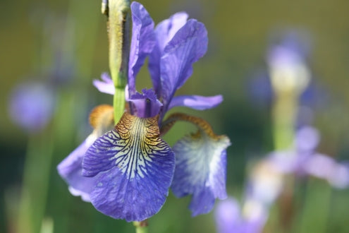 IRIS sibirica Tropic Night image 0