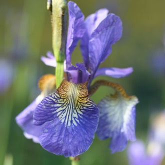 IRIS sibirica Tropic Night image 0