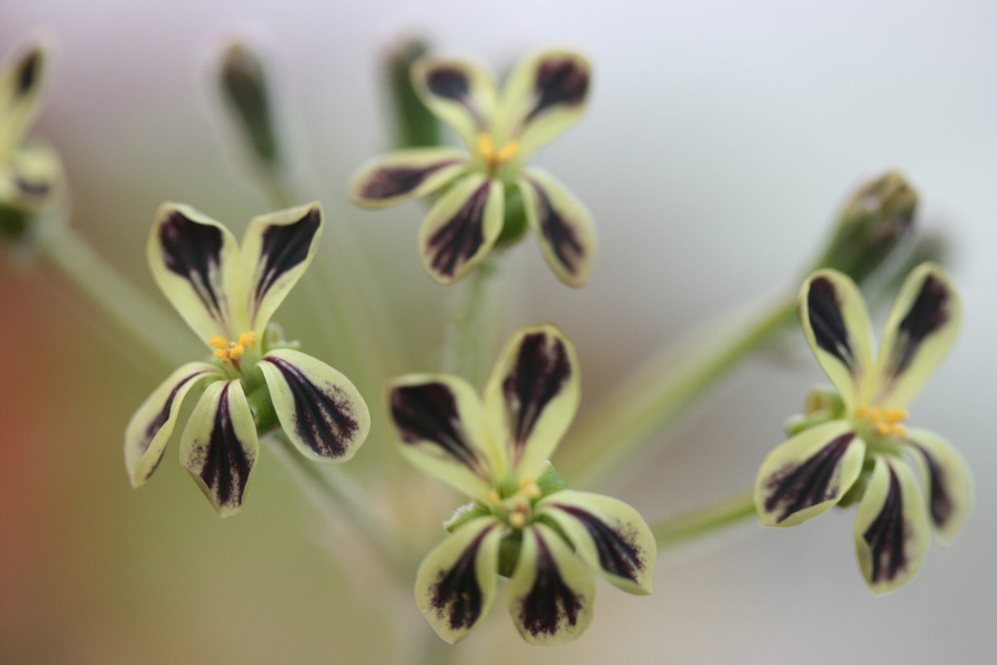 PELARGONIUM lobatum image 0