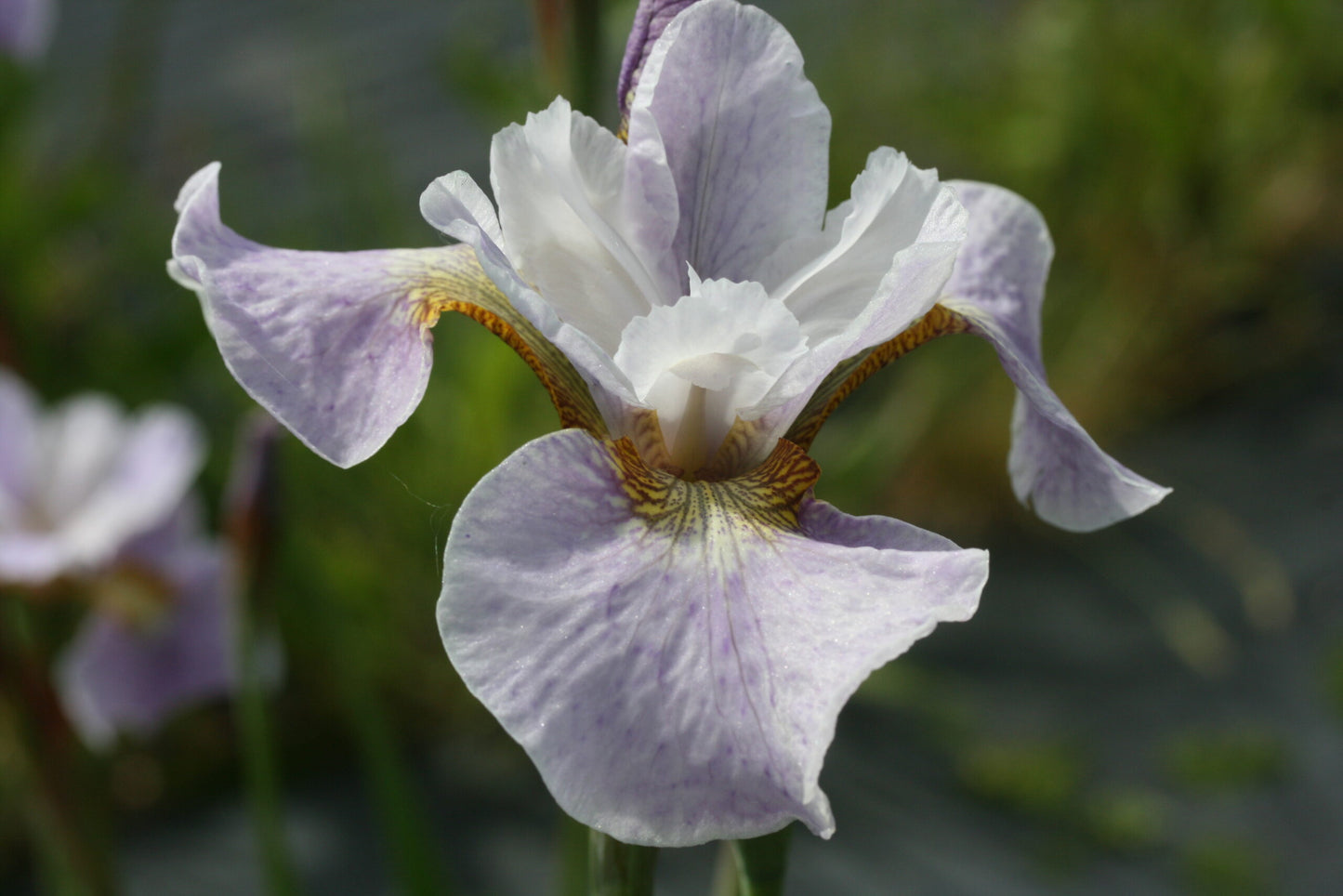 IRIS x sibtosa Lavender Landscape image 0
