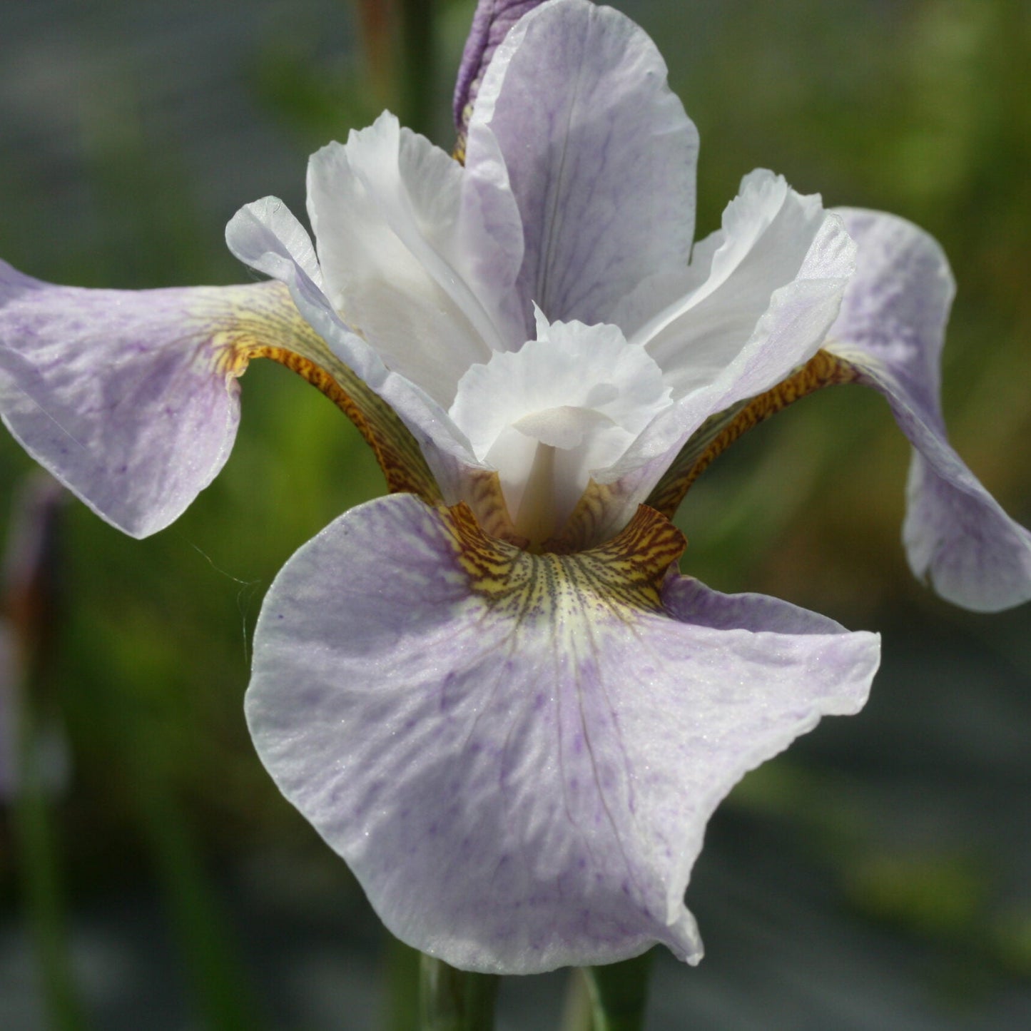 IRIS x sibtosa Lavender Landscape image 0