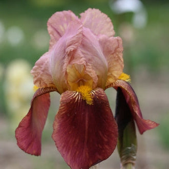 IRIS Rosy Wings image 0