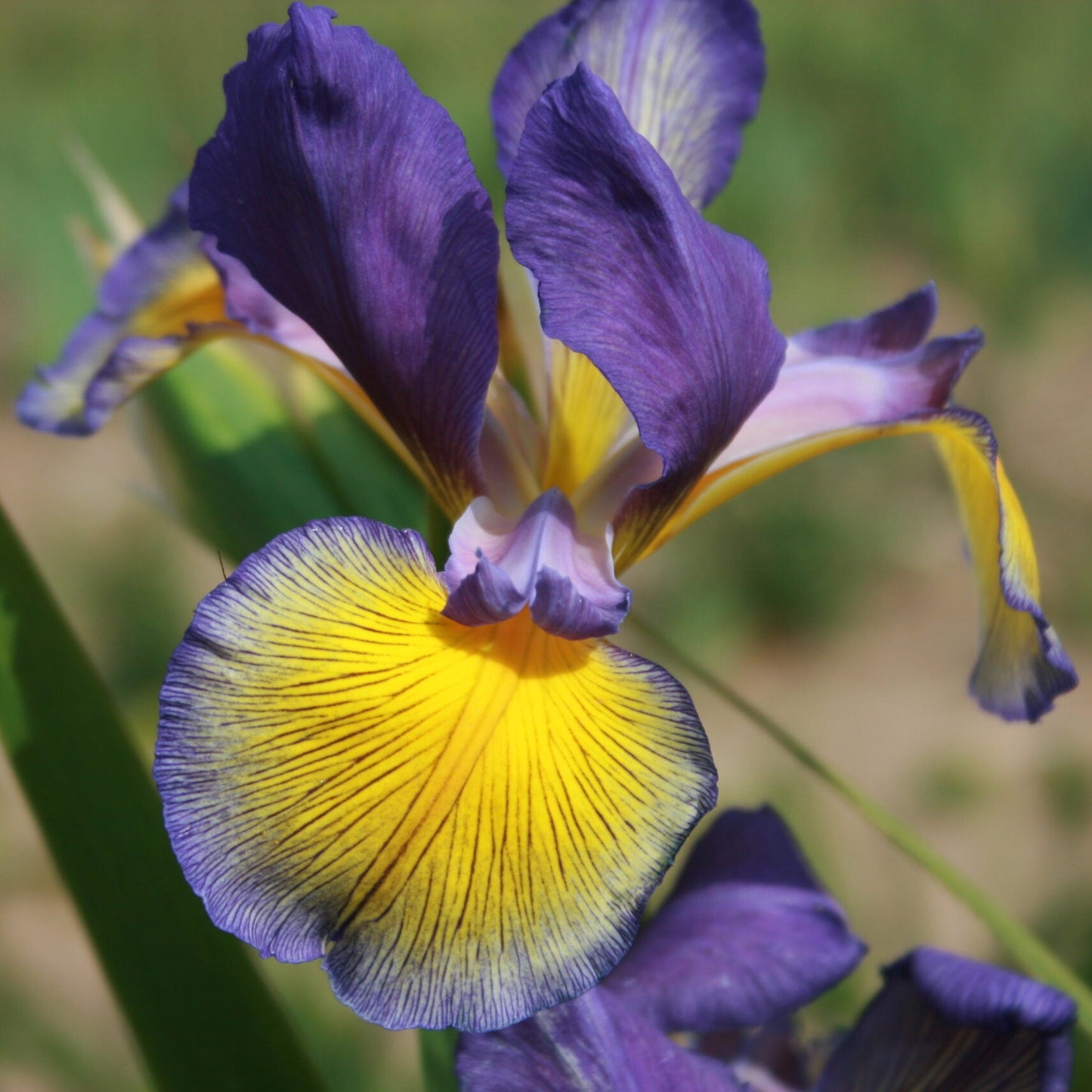 IRIS spuria Grand Illusion image 0