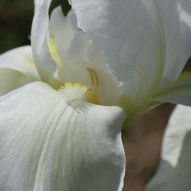 IRIS Cliffs Of Dover image 0