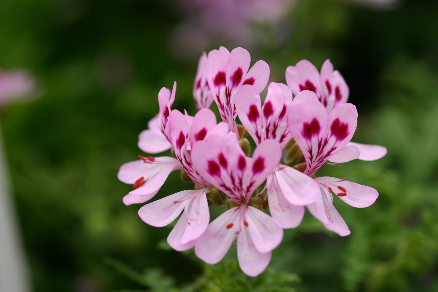 PELARGONIUM Dean's Delight image 0