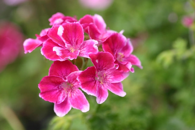 PELARGONIUM Gabriel image 0