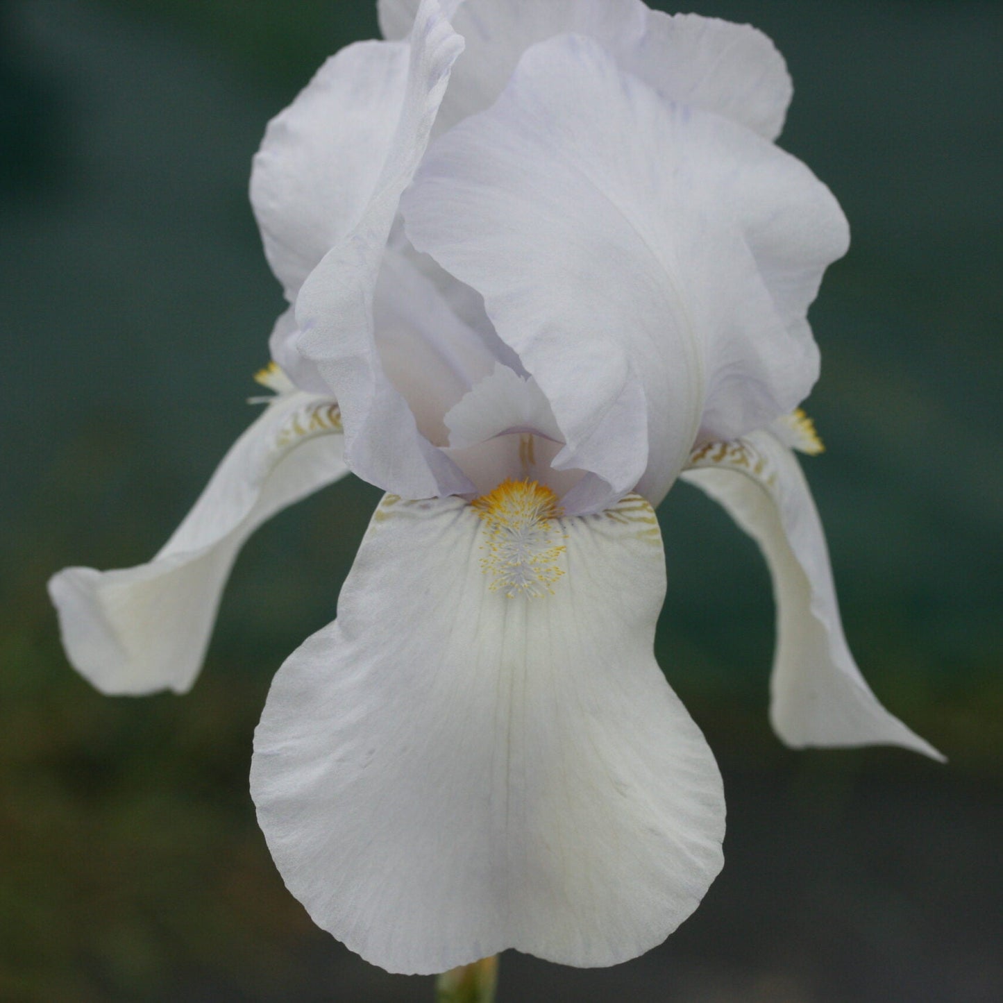 IRIS White City image 0