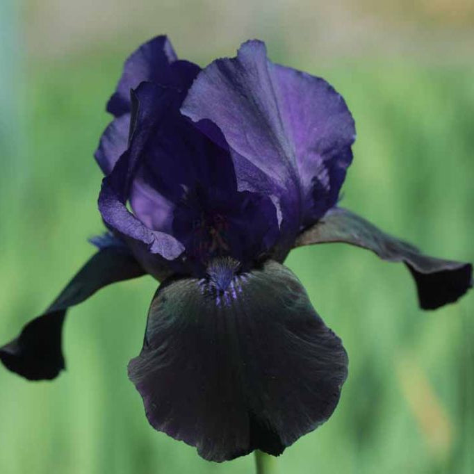 IRIS Deep Black image 0