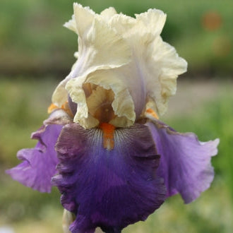 IRIS Vague A L Ame image 2