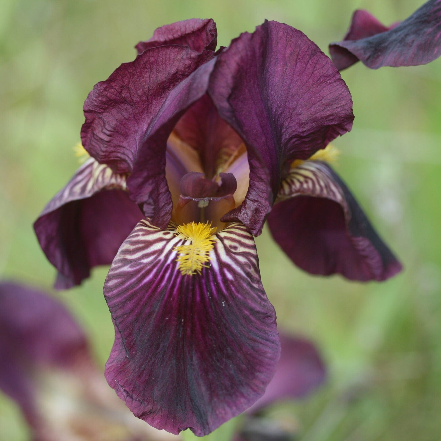 IRIS Red Orchid image 0