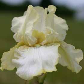 IRIS Frances Iva image 0