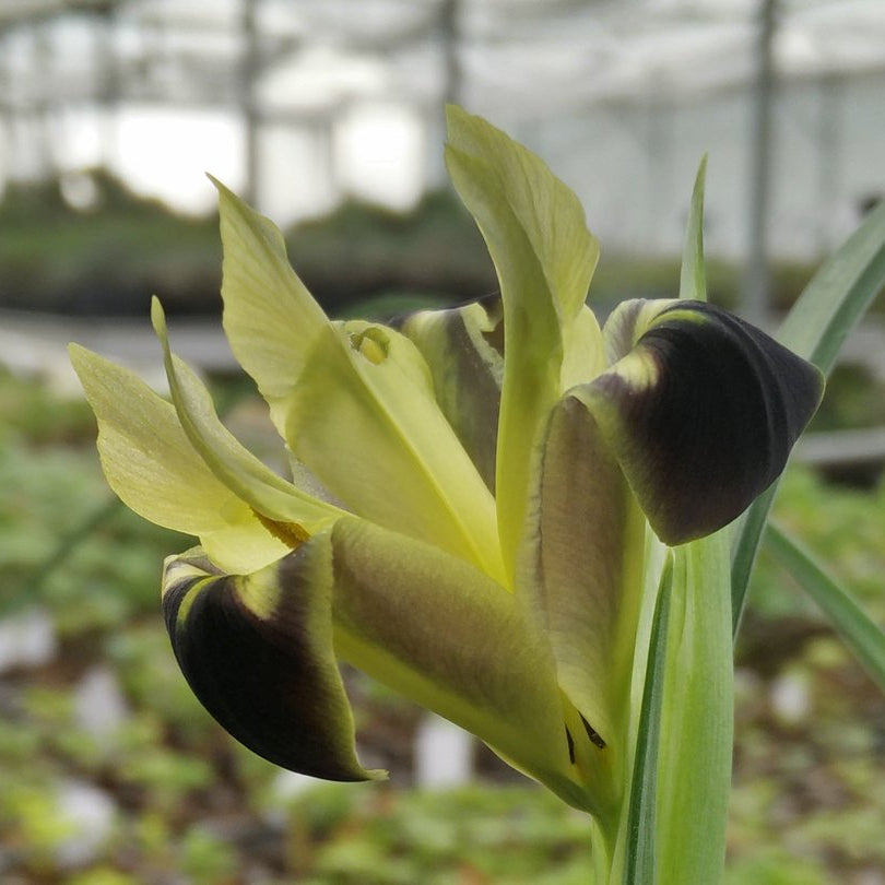 IRIS tuberosa image 0