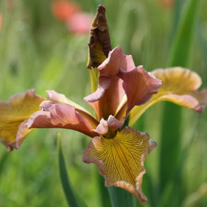 IRIS spuria Salmon Sunset image 0
