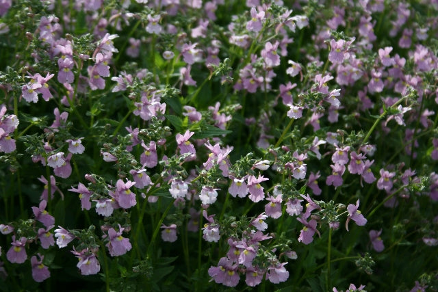 NEMESIA denticulata Confetti image 0