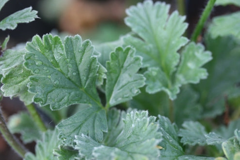 PELARGONIUM x Ardens image 3