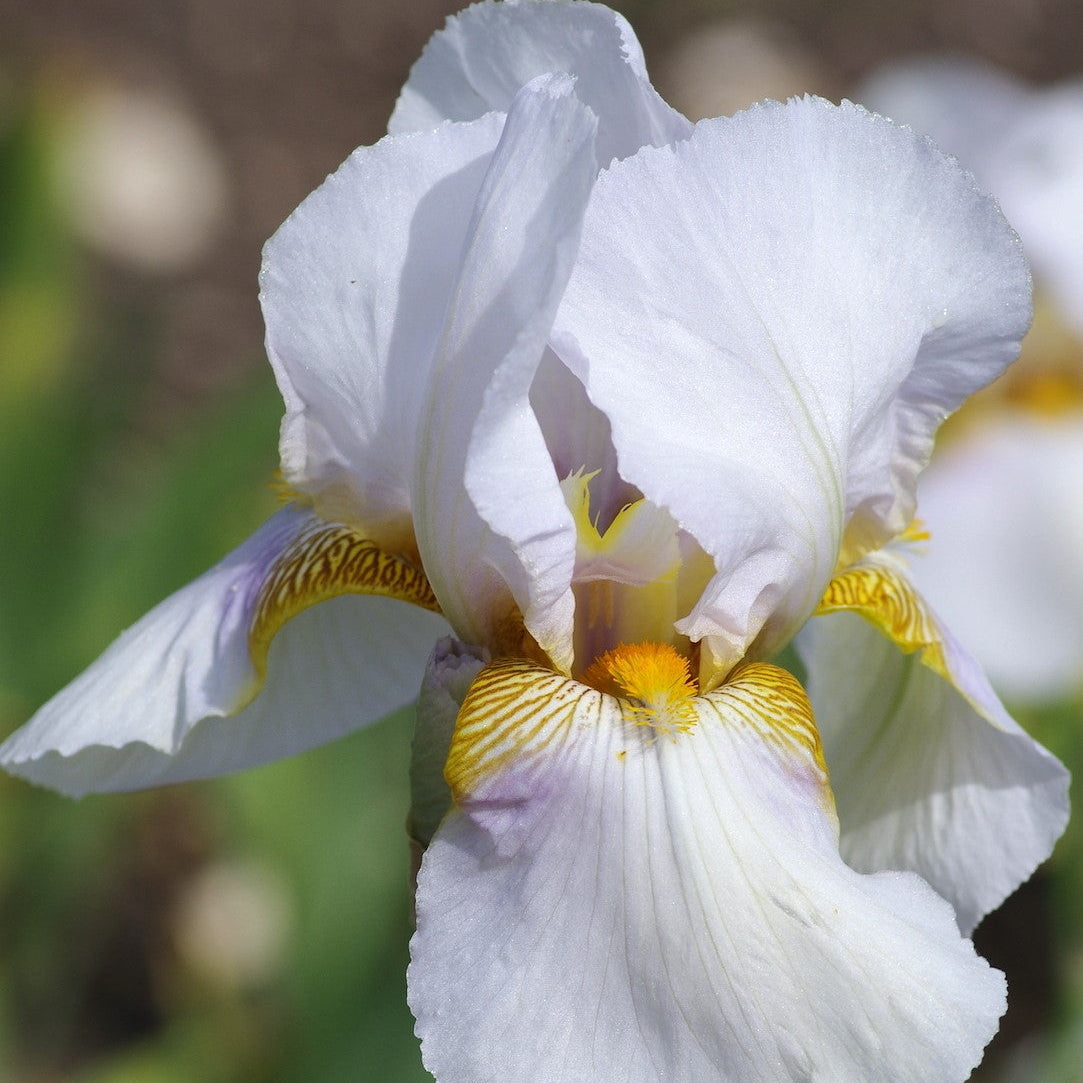 IRIS Benton Pearl image 0