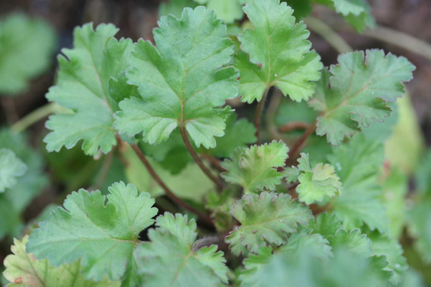 PELARGONIUM Deerwood Lavender Lass image 2
