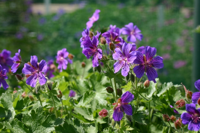 GERANIUM x magnificum image 1