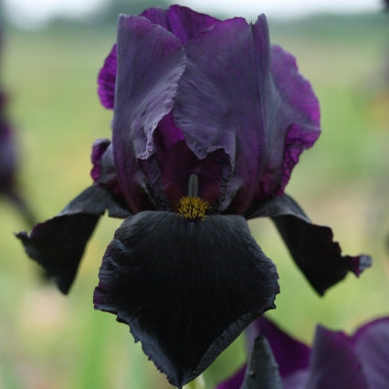 IRIS Black Swan image 0