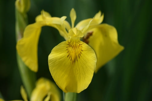 IRIS pseudacorus image 0