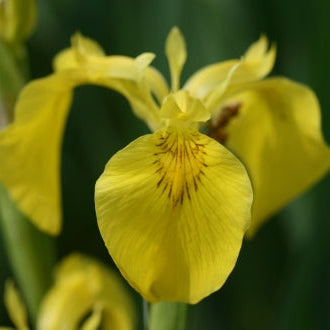 IRIS pseudacorus image 0