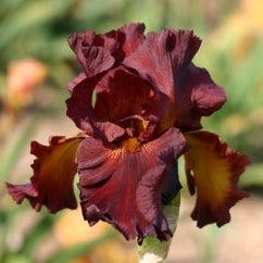 IRIS Fort Apache image 0