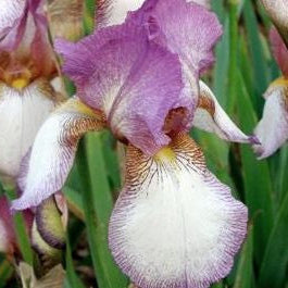 IRIS Benton Lorna image 0