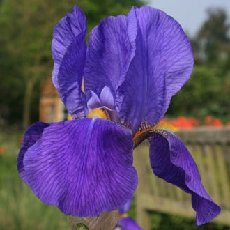 IRIS Blue Gown image 3