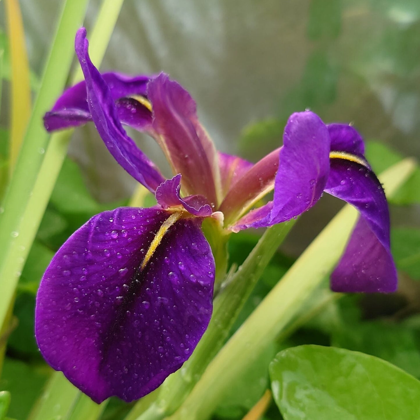 IRIS x Fulvala image 0