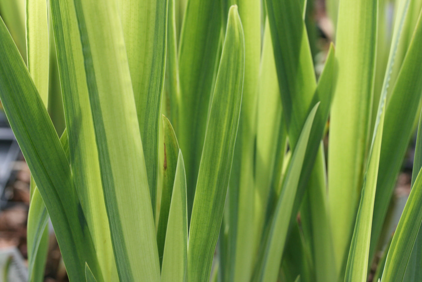 IRIS pseudacorus Variegata image 0