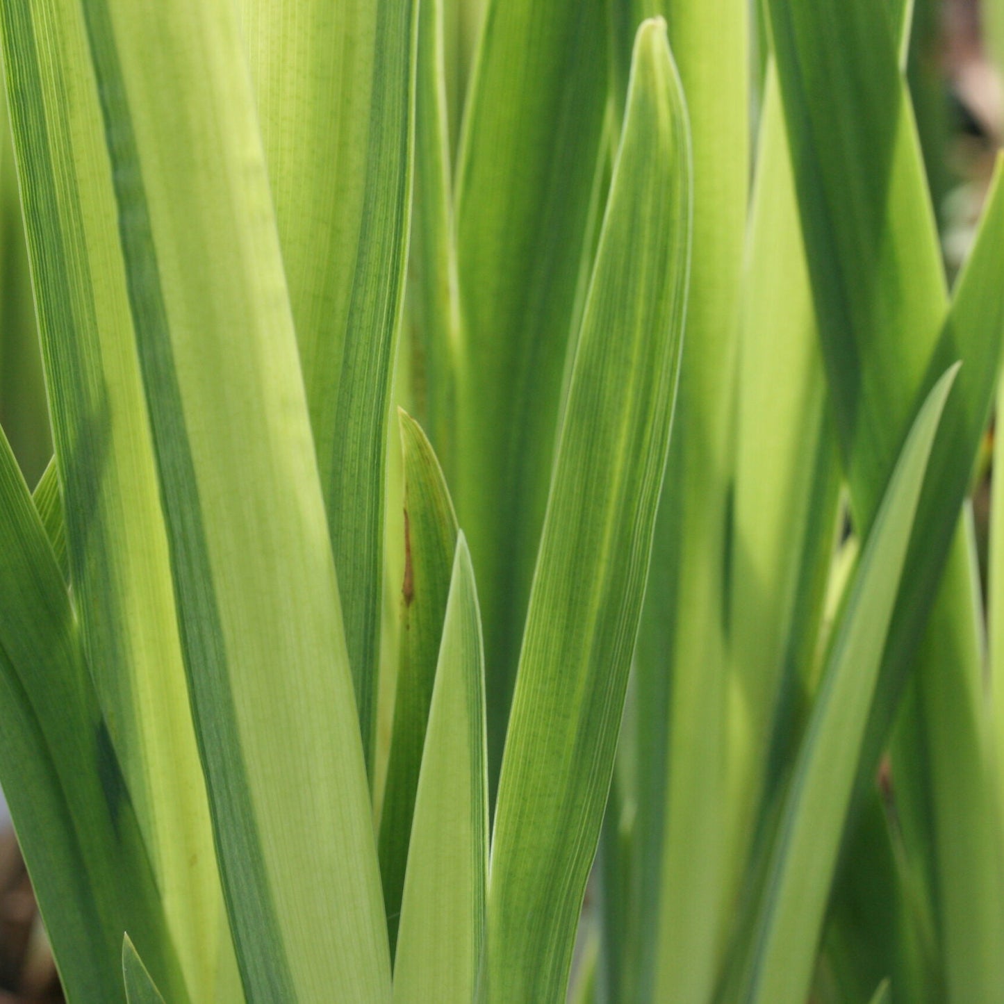 IRIS pseudacorus Variegata image 0