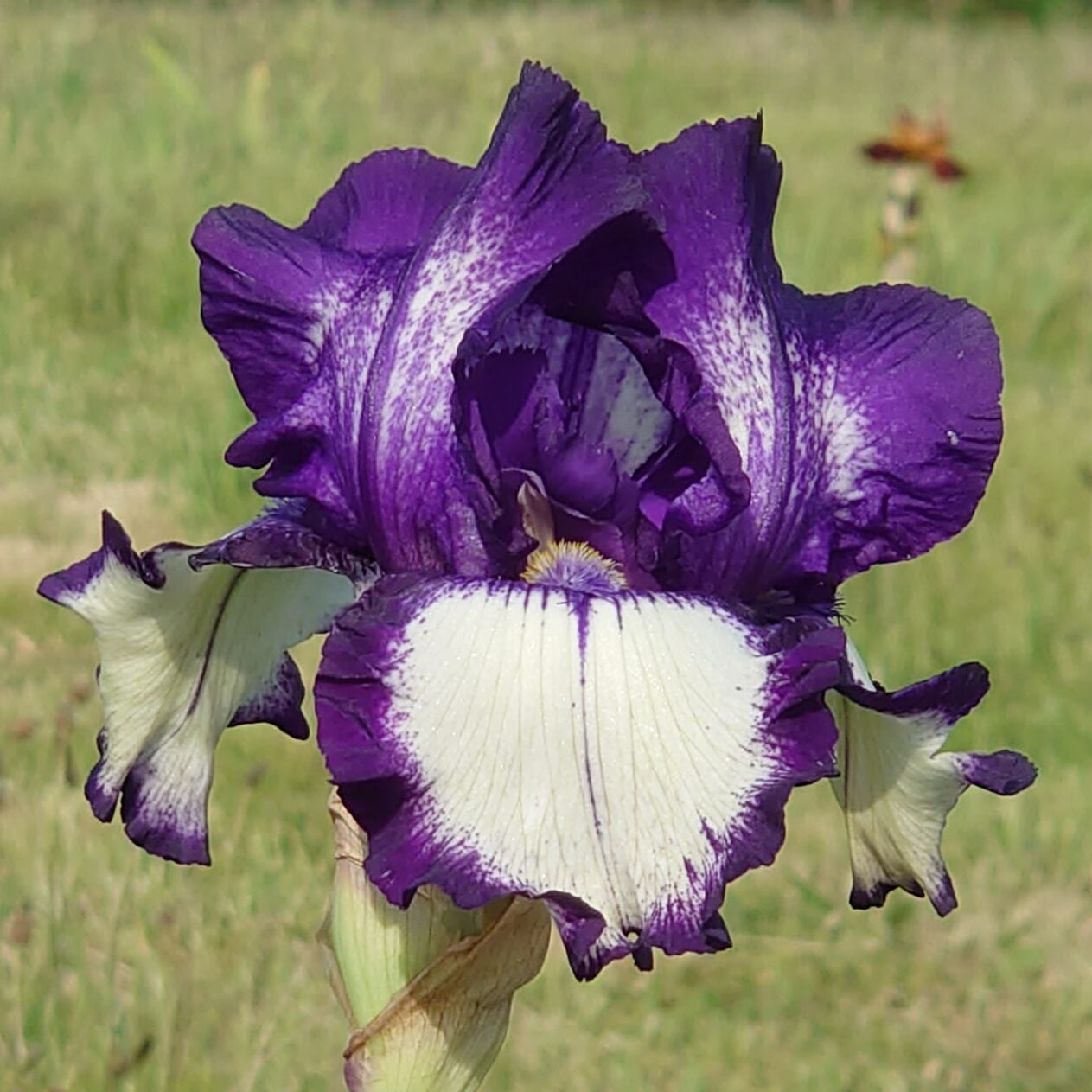 IRIS Stepping out image 0