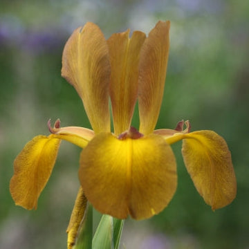 IRIS spuria Medallion image 0