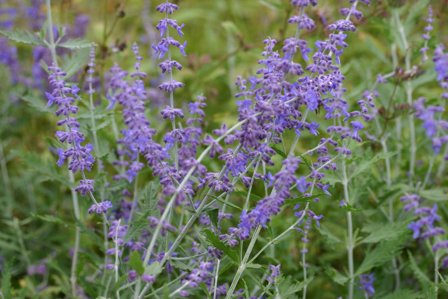 PEROVSKIA atriplicifolia Blue Spire image 0