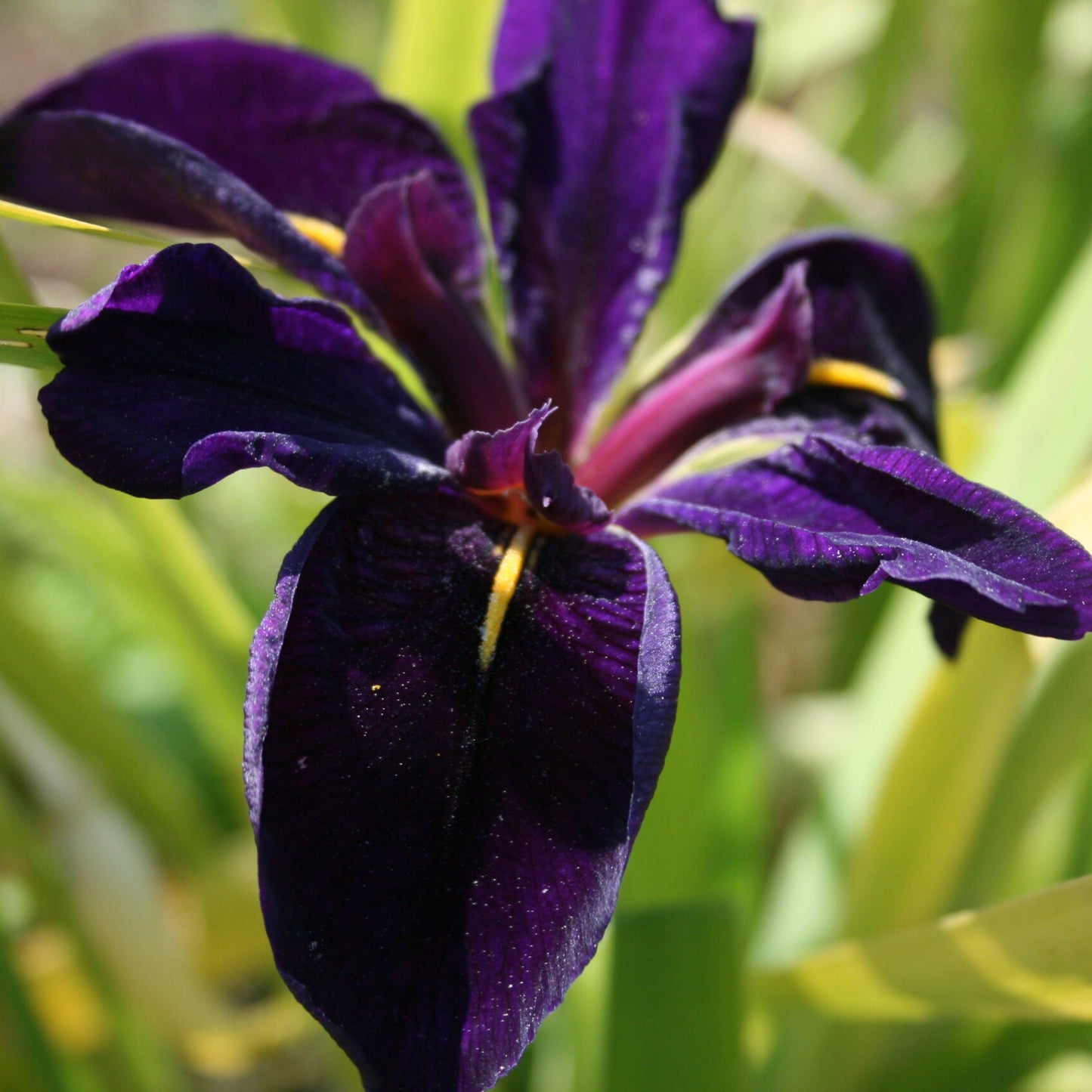 IRIS louisiana Black Gamecock image 0