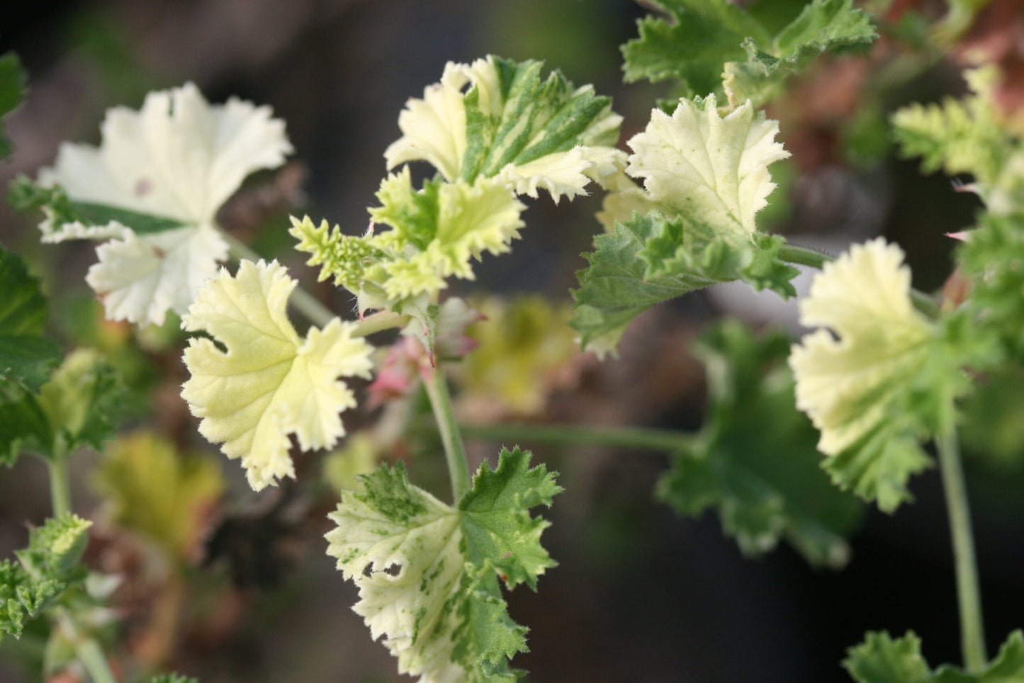 PELARGONIUM Peach Cream image 1