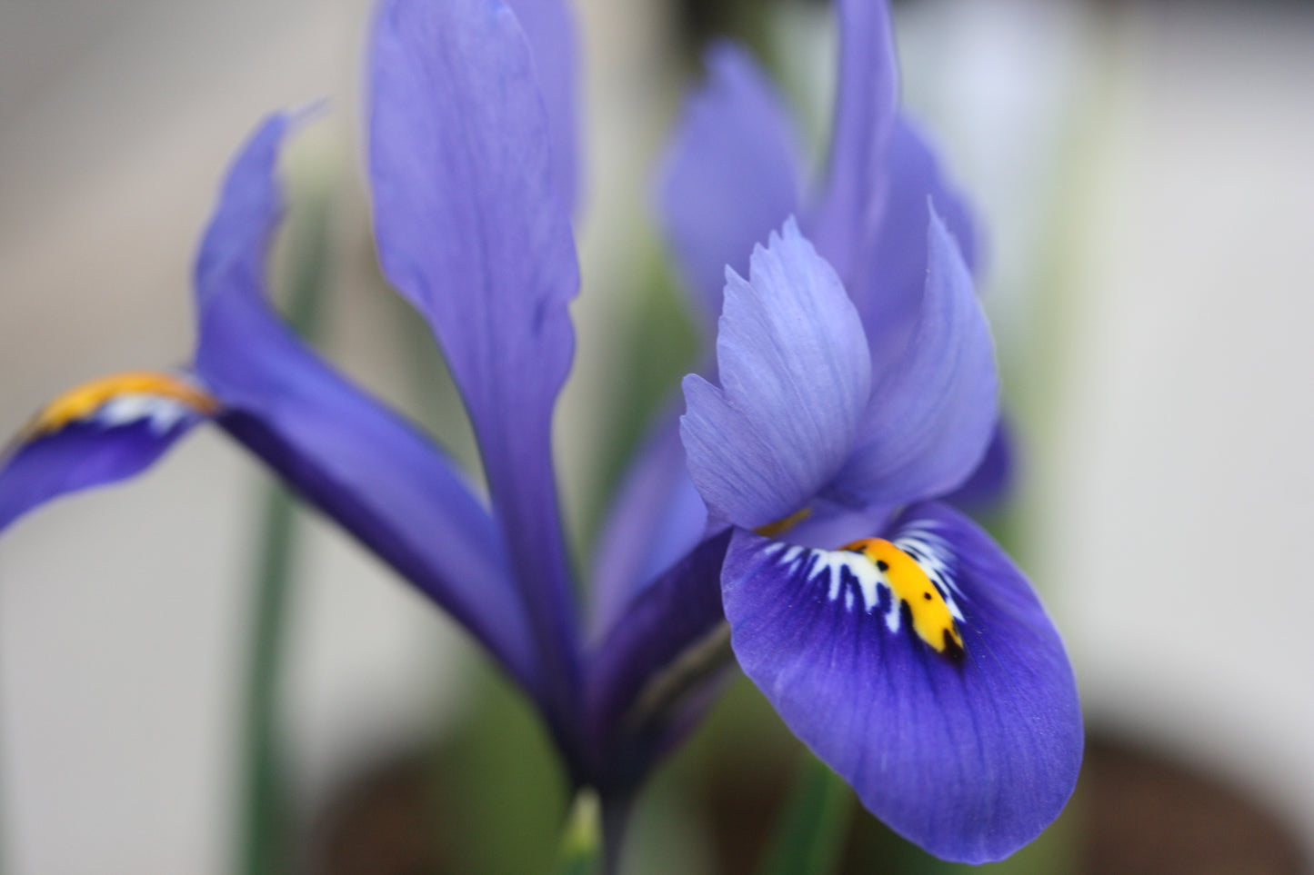 IRIS reticulata image 0