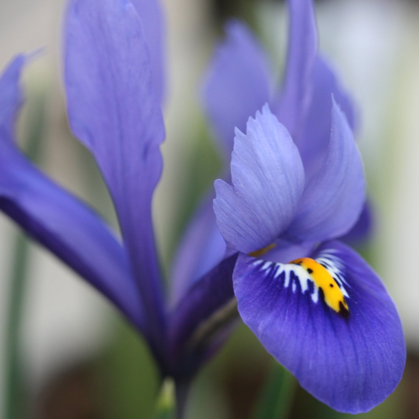 IRIS reticulata image 0