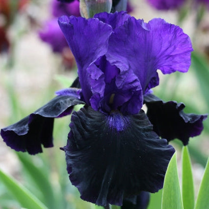 IRIS Matt McNames image 0
