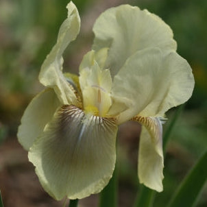 IRIS Cleo Murrell image 3