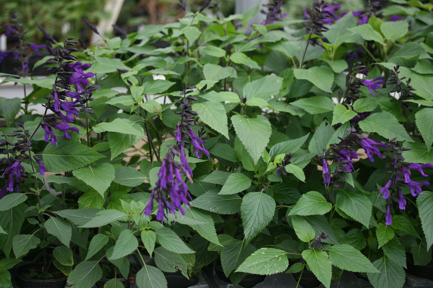 SALVIA Amistad image 2