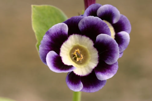 PRIMULA auricula Beatrice image 0