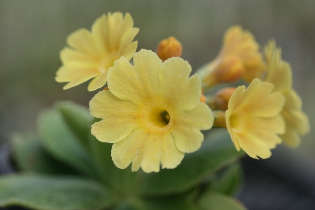 PRIMULA auricula Chamois image 0