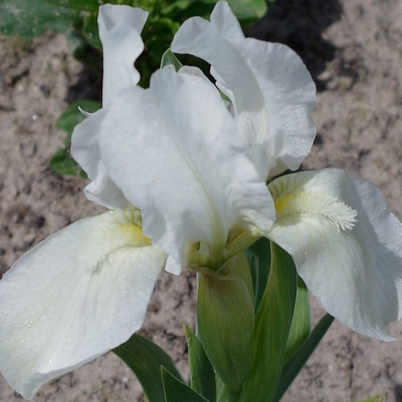 IRIS Lilli White image 0