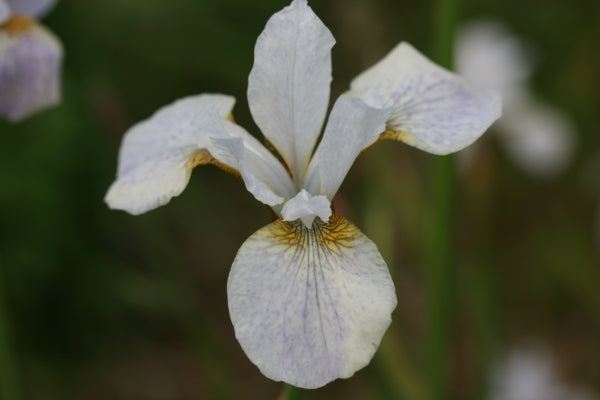 IRIS sibirica Hohe Warte image 0