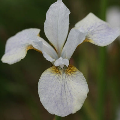 IRIS sibirica Hohe Warte image 0