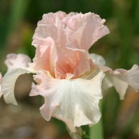 IRIS Beverly Sills image 0