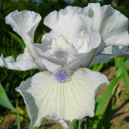 IRIS Love's Tune image 0